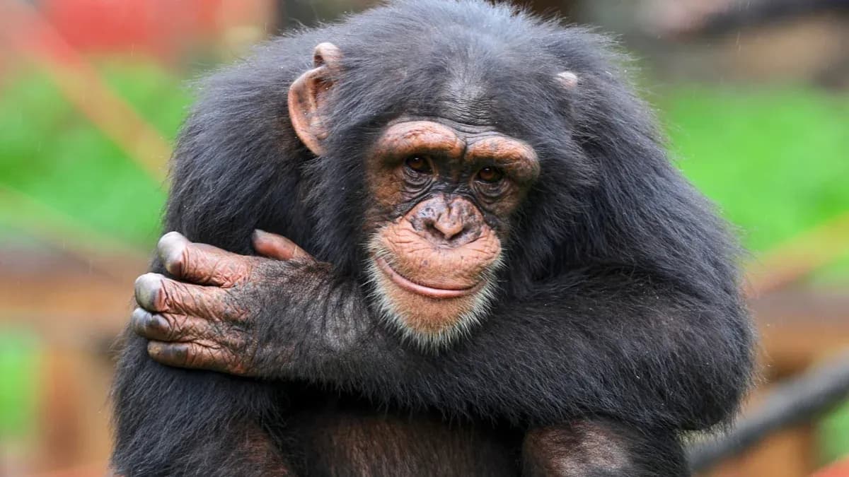 Un chimpanzé assis avec les bras croisés